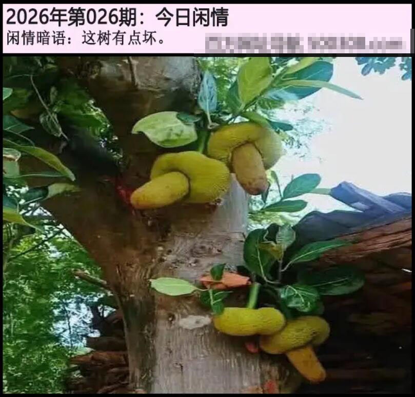 026期另版今日闲情[图]